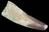 Bargain, Spinosaurus Tooth - Real Dinosaur Tooth #89113-1